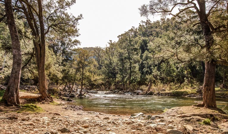 Flea Creek campground, Brindabella National Park. Photo: Murray van der Veer/NSW Government