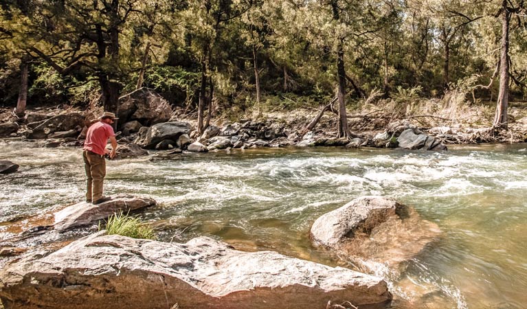 Flea Creek campground, Brindabella National Park. Photo: Murray van der Veer/NSW Government