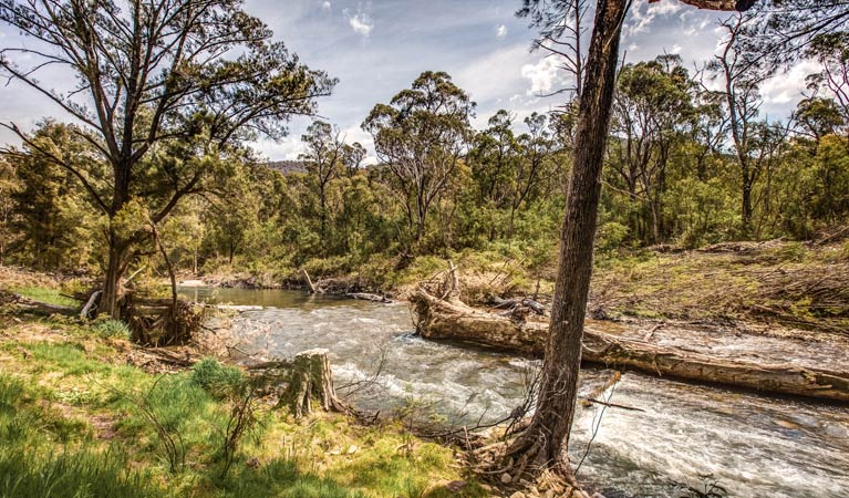 Lowells Flat campground, Brindabella National Park. Photo: Murray van der Veer/NSW Government