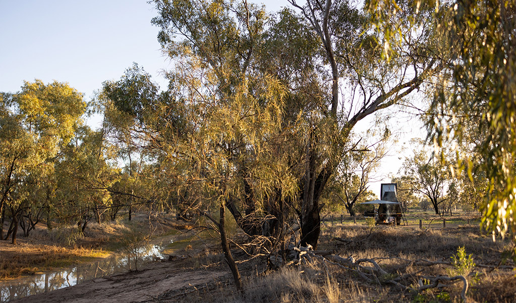 Coolabah trees lining Brindingabba Creek at Brindingabba campground. Credit: Andrew Hull &copy; DCCEEW
