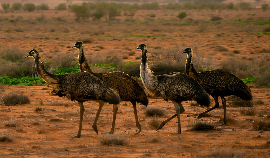 Emus are commonly seen at Brindingabba campground in Brindingabba National Park, 175km from Bourke. Photo: John Spencer, DCCEEW.