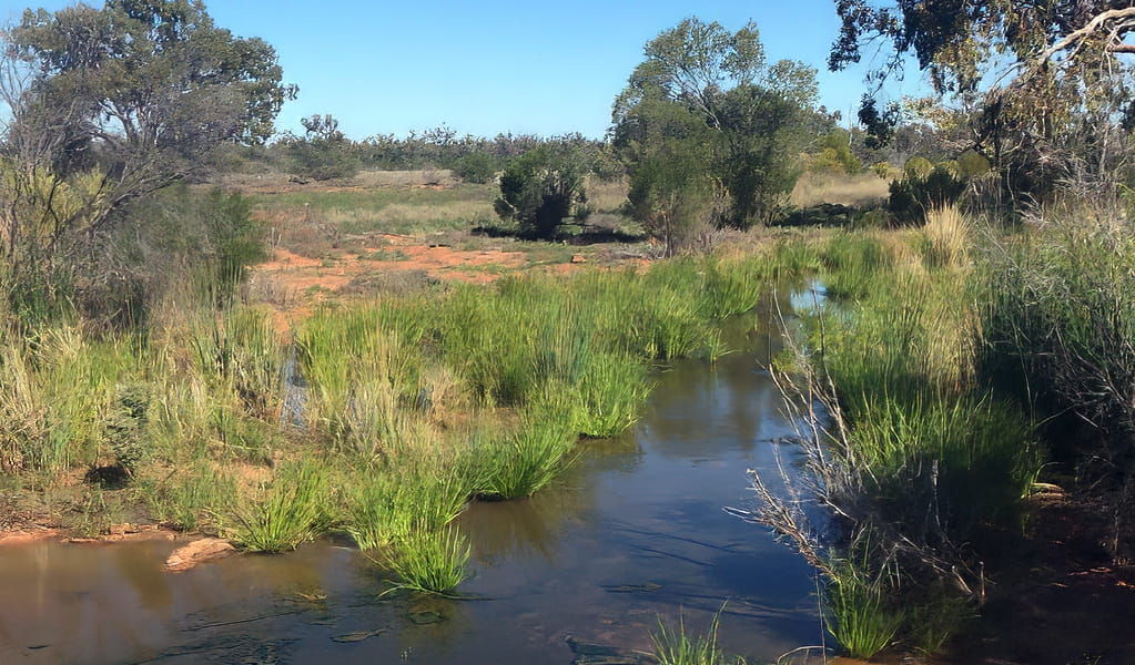 Bills Bore is a stream of clear water that attracts birds such as budgies. It's one of the stops on Brindingabba scenic drive in Brindingabba National Park, 175km from Bourke. Photo: Jessica Stokes, &copy; DCCEEW