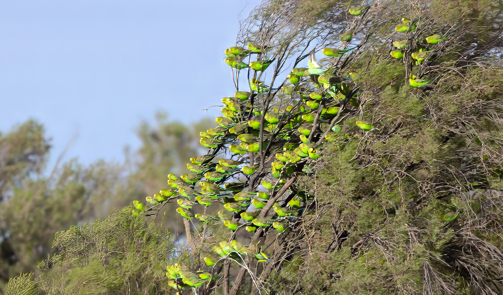 Flocks of budgies can be seen round waterholes on Brindingabba scenic drive in Brindingabba National Park, 175km from Bourke. Photo: Greg Smith, &copy; DCCEEW