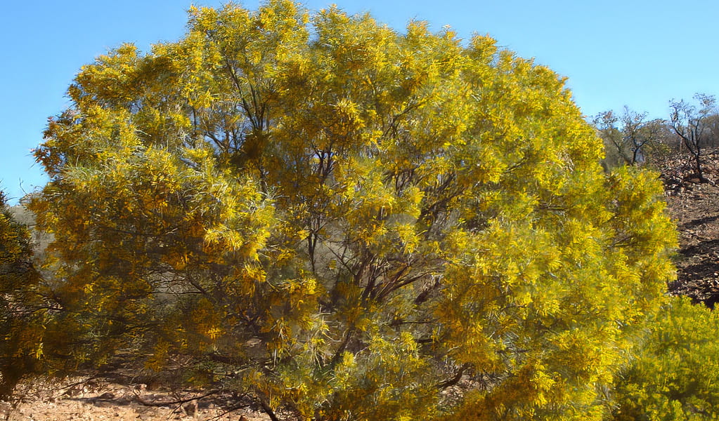 Endangered lancewood trees, with their bright yellow flowers, can be seen on Brindingabba scenic drive, Brindingabba National Park, 175km from Bourke. Photo: David Geering, &copy; DCCEEW