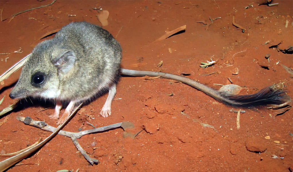 The endangered kultarr, a small marsupial mammal, is found in outback Brindingabba National Park, 175km from Bourke. Photo: James Val, &copy; DCCEEW