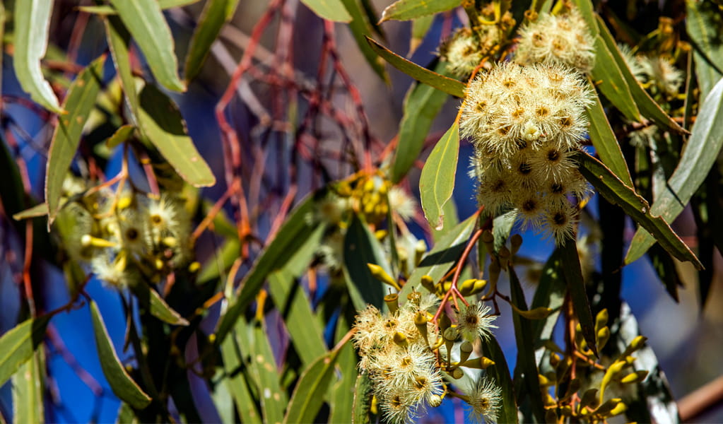 Yapunyah trees in Brindingabba National Park produce cascades of yellow flowers from April to October. Photo: Joshua Smith &copy; DCCEEW
