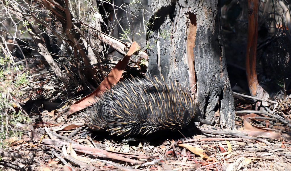 Echidnas can be seen foraging  in the leaf litter in the woodlands of outback Brindingabba National Park, 175km from Bourke. Photo: Shari May, &copy; DCCEEW
