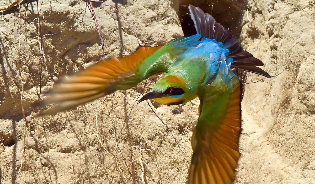 Beautiful rainbow bee-eater birds are found by the waterholes in outback Brindingabba National Park, 175km from Bourke. Photo: John Turbill, &copy; DCCEEW