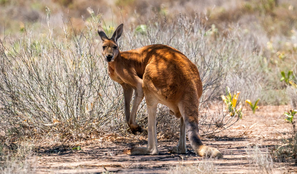 Red kangaroos can often be seen in outback Brindingabba National Park, 175km from Bourke. Photo: John Spencer, &copy; DCCEEW.