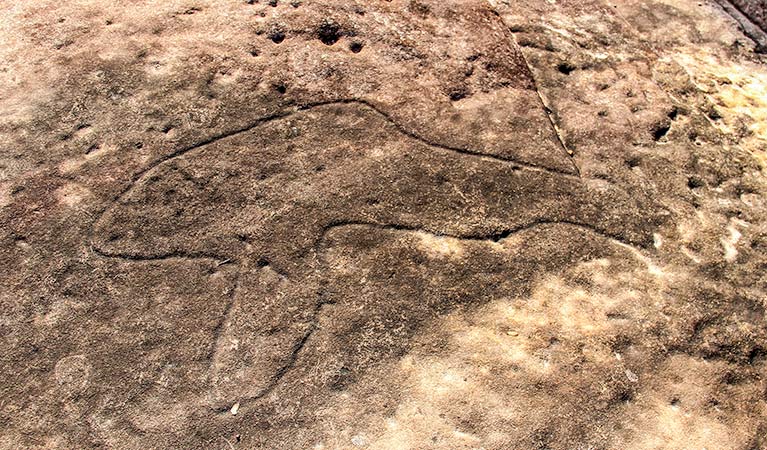 Bulgandry Art Site Aboriginal Place, Brisbane Water National Park. Photo: John Yurasek &copy; OEH