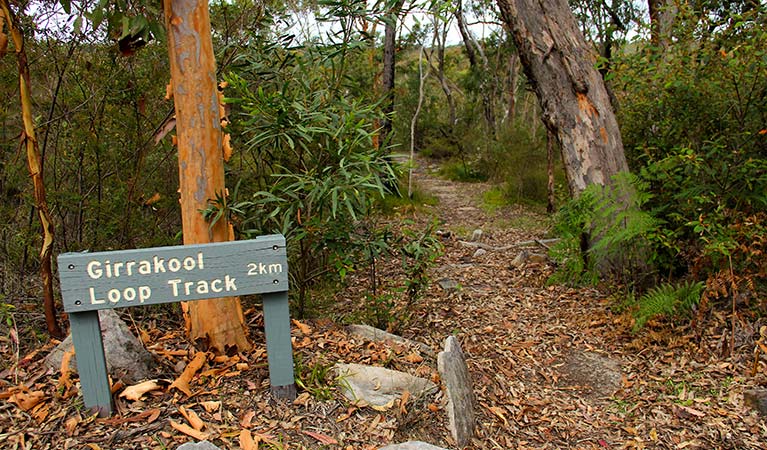 Girrakool loop track, Brisbane Water National Park. Photo: John Yurasek