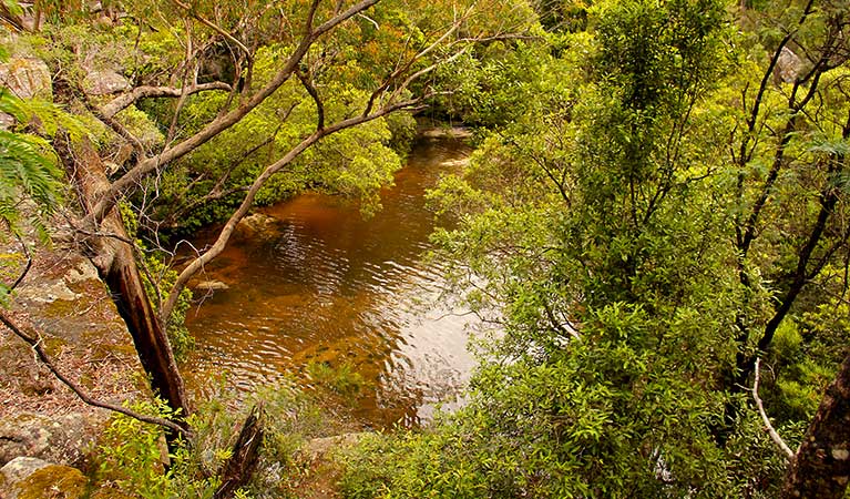 Girrakool loop track, Brisbane Water National Park. Photo: John Yurasek &copy; OEH