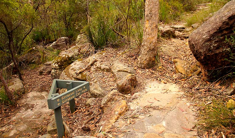 Girrakool loop track, Brisbane Water National Park. Photo: John Yurasek &copy; OEH