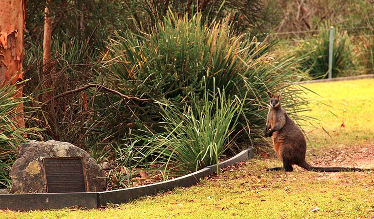 Girrakool loop track, Brisbane Water National Park. Photo: John Yurasek &copy; OEH