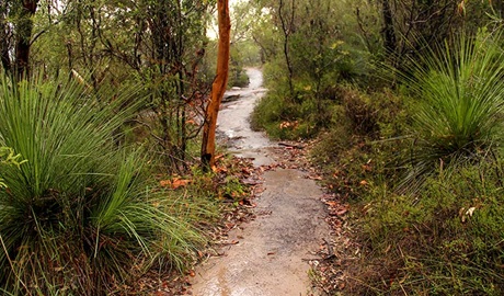 Great North walk, Brisbane Water National Park. Photo: John Yurasek &copy; OEH