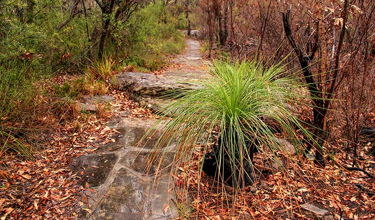 Great North walk, Brisbane Water National Park. Photo: John Yurasek &copy; OEH