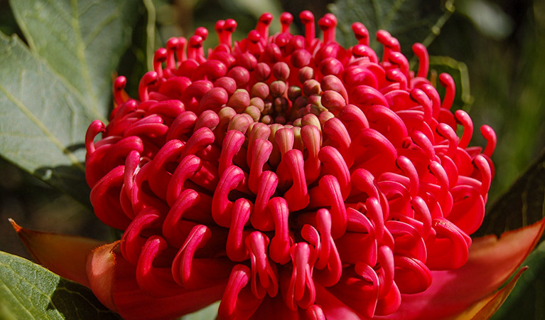 Great North walk, Brisbane Water National Park. Photo: John Yurasek