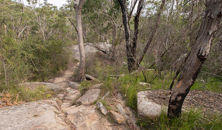 Mooney Mooney nature walk, Brisbane Water National Park. Photo: John Spencer