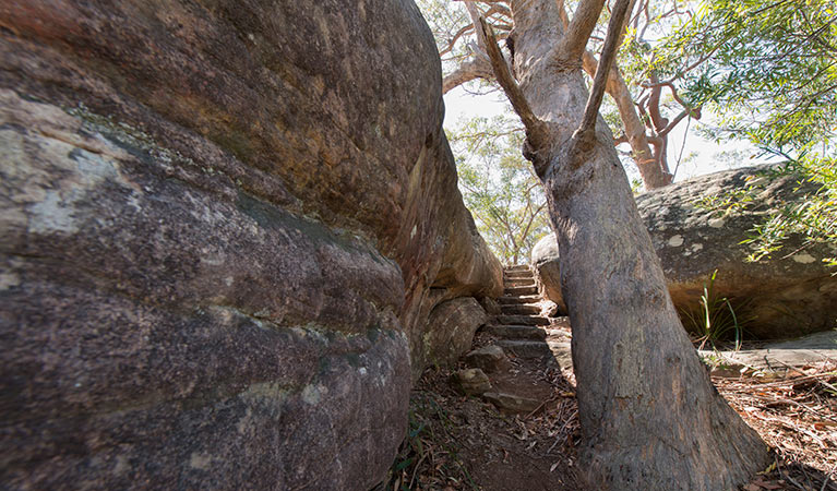 Mooney Mooney nature walk, Brisbane Water National Park. Photo: John Spencer &copy; OEH