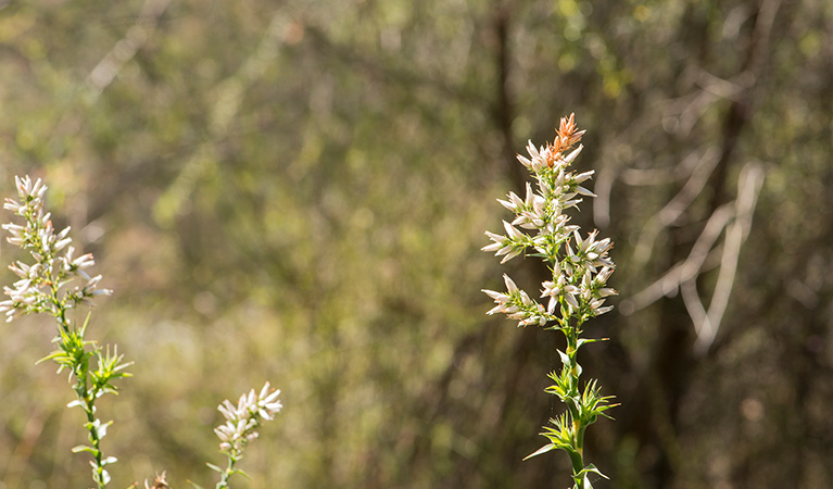 Mooney Mooney nature walk, Brisbane Water National Park. Photo: John Spencer