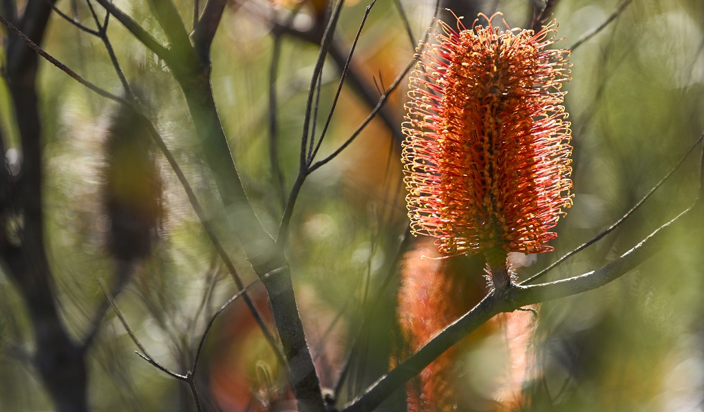 Orange banksia on branch, Brisbane Water National Park. Credit: Adam Hollingworth/DCCEEW &copy; DCCEEW