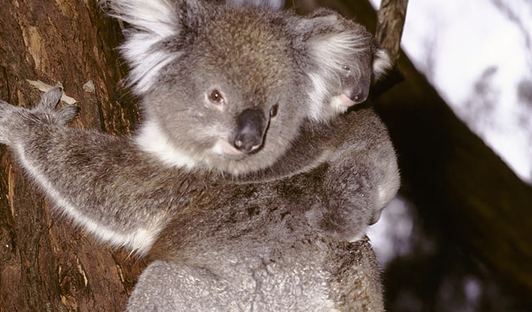 Koala (Phascolarctos cinereus) adult and joey in a tree. Photo credit: Ken Stepnell &copy; DPIE