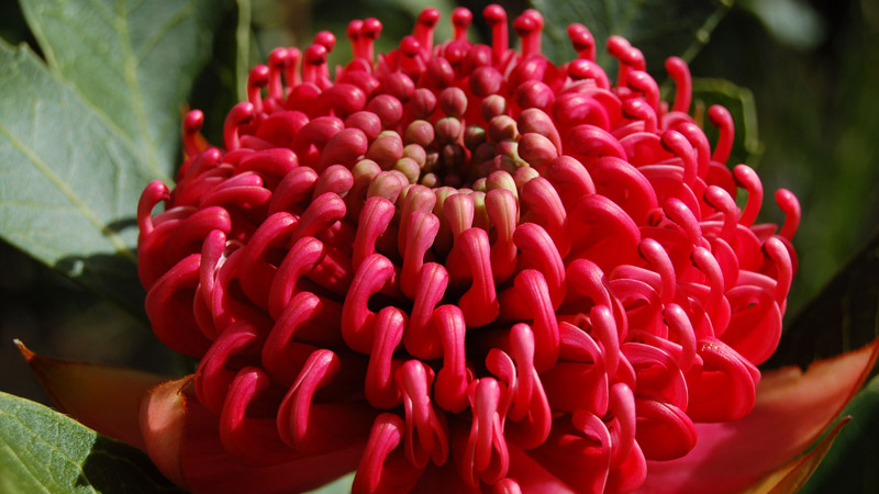 Waratah, Brisbane Water National Park. Photo: Susan Davis