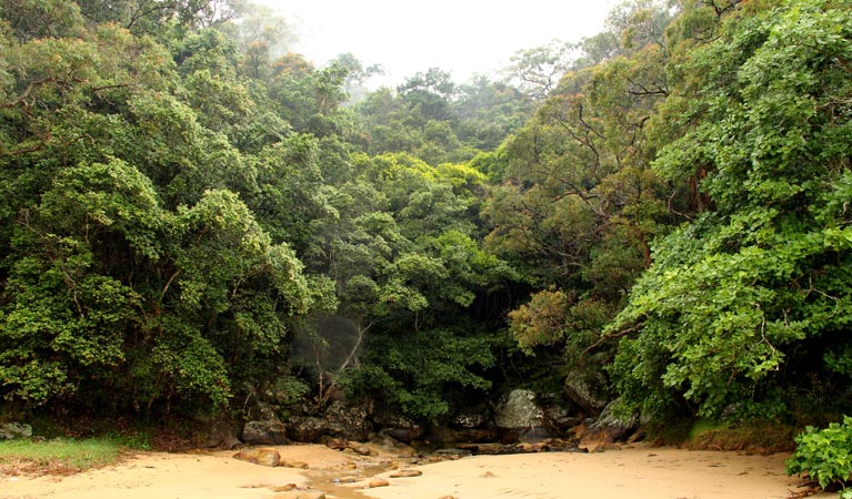 Patonga to Pearl Beach walking track, Brisbane Water National Park. Photo: John Yurasek &copy; OEH