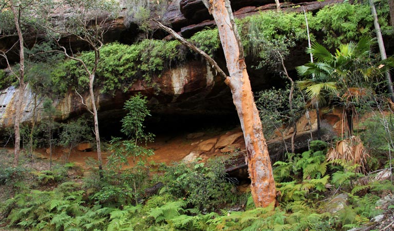 Patonga to Pearl Beach walking track, Brisbane Water National Park. Photo: John Yurasek &copy; OEH