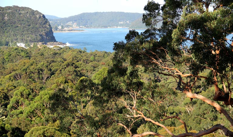 Patonga to Pearl Beach walking track, Brisbane Water National Park. Photo: John Yurasek &copy; OEH