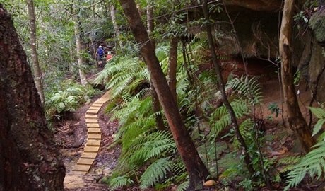 Piles Creek loop walking track in Brisbane Water National Park. Photo: B Collier