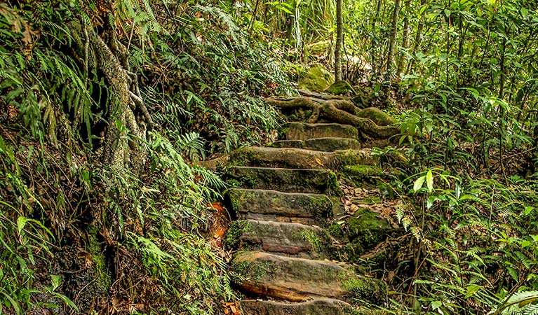 Somersby Falls walking track, Brisbane Water National Park. Photo: John Yurasek 