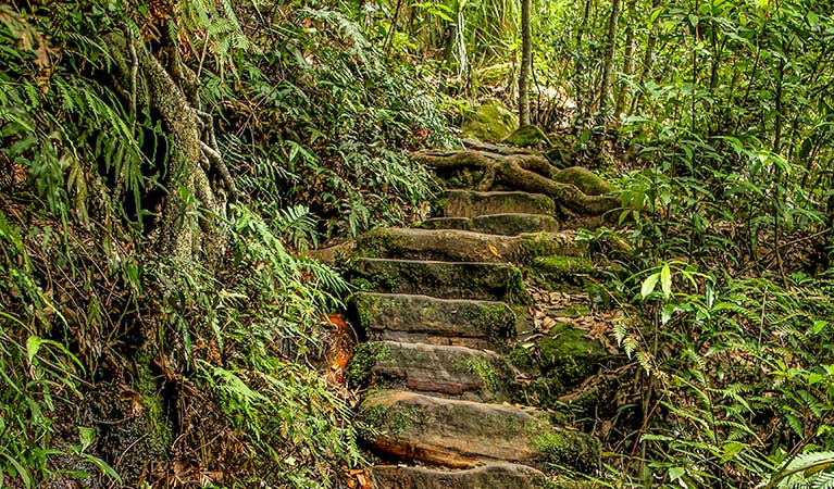 Somersby Falls walking track, Brisbane Water National Park. Photo: John Yurasek 