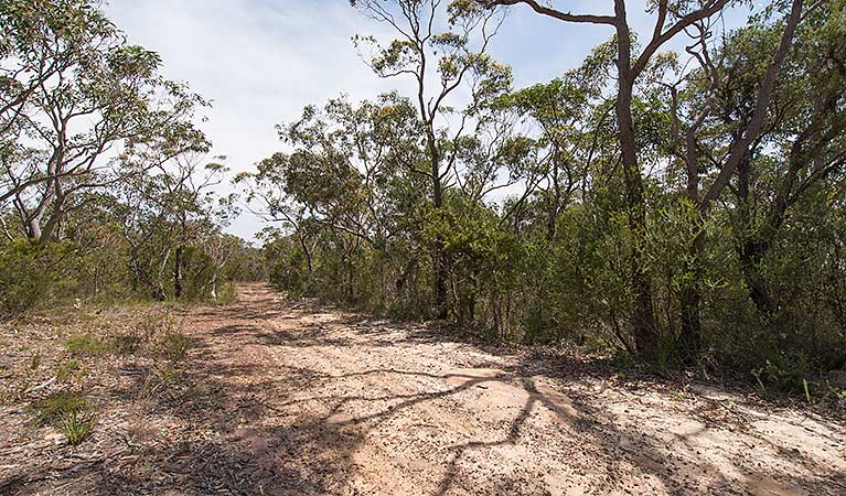 Tommos loop and Rocky Ponds cycling loop, Brisbane Water National Park. Photo: John Spencer