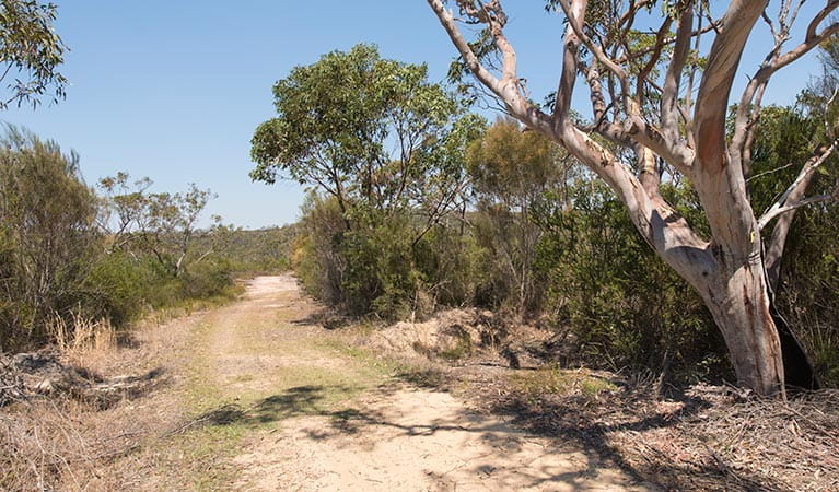 Tommos loop and Rocky Ponds cycling loop, Brisbane Water National Park. Photo: John Spencer