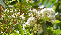 Red Bloodwood flower, Broadwater National Park. Photo: L Dargin