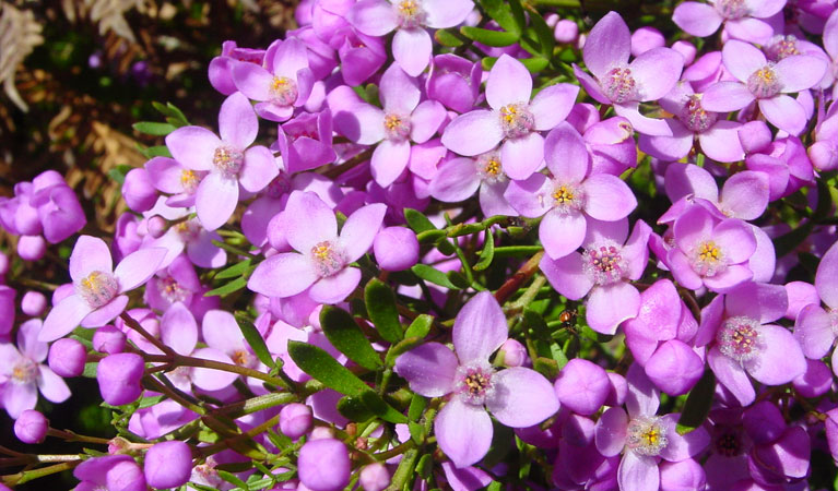 Wildflowers, Broadwater National Park. Photo: R Gates