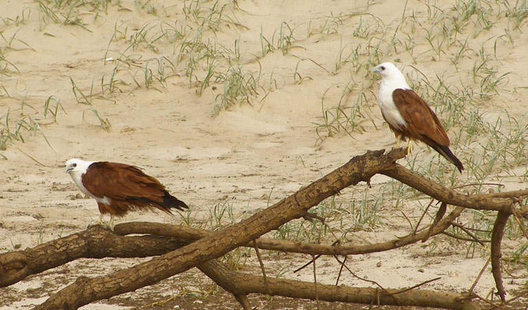 Brahminy kites, Broadwater National Park. Photo: L Dargin