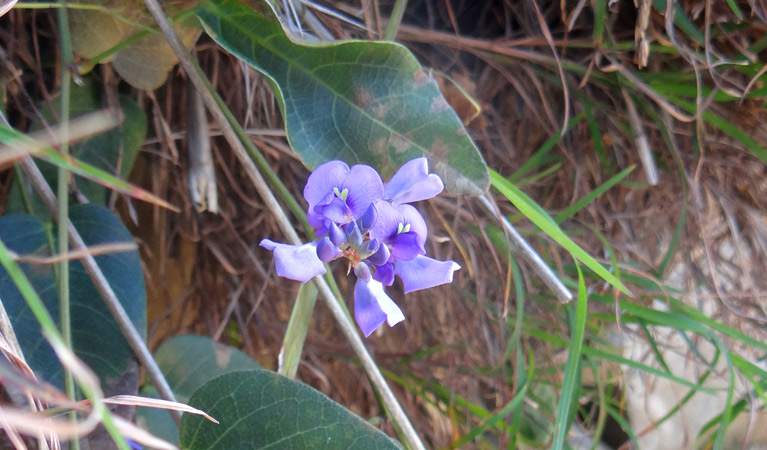 Broken Head Nature Reserve, purple coral pea. Photo: D Mackey/NSW Government 