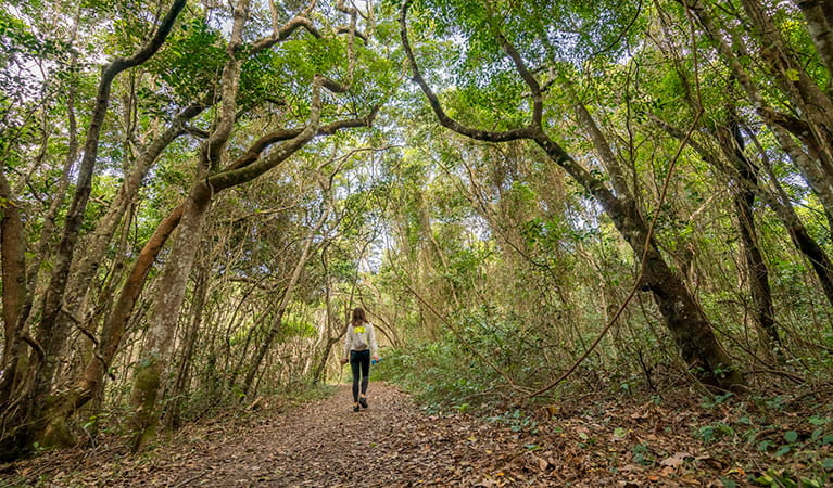 A woman walking along North Head walking track beneath a canopy of trees in Brunswick Heads Nature Reserve. Photo: John Spencer &copy; OEH