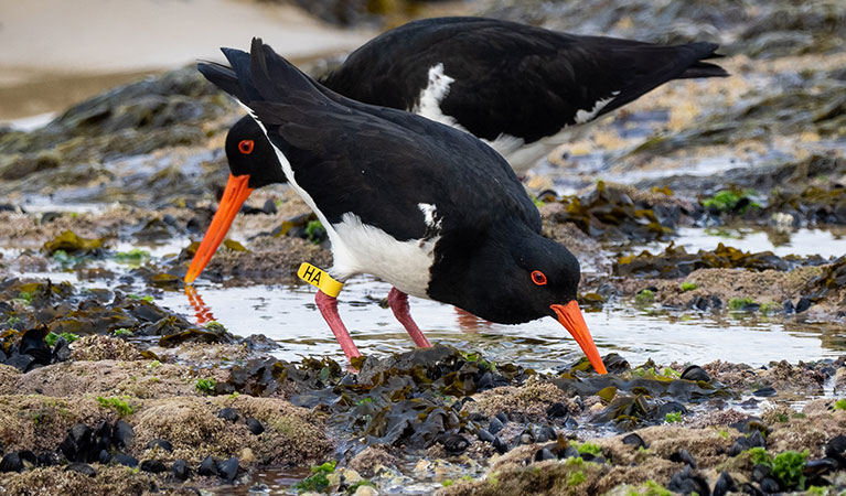 Pied oystercatchers feeding in a rocky tidal area. Photo credit: Kerri-Lee Harris &copy; Kerri-Lee Harris