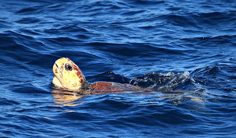 Green turtle (Chelonia mydas) swimming. Photo credit: Wayne Reynolds &copy; Wayne Reynolds