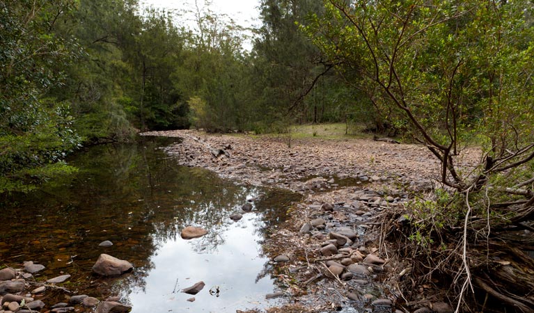 Long Gully campground terrain, Budawang National Park. Photo: Lucas Boyd/DPIE