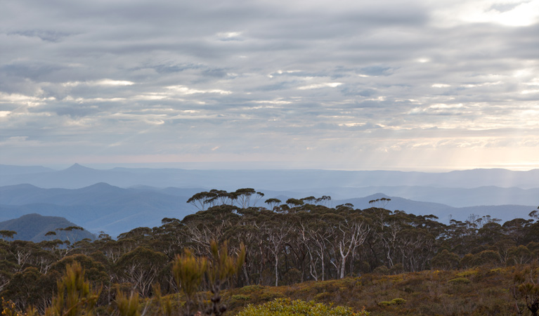 Mount Budawang trail top, Budawang National Parl. Photo: Lucas Boyd &copy; OEH