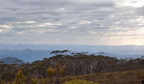 Mount Budawang trail top, Budawang National Parl. Photo: Lucas Boyd &copy; OEH