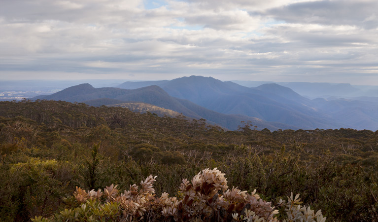 Mount Budawang trail view, Budawang National Park. Photo: Lucas Boyd &copy; OEH