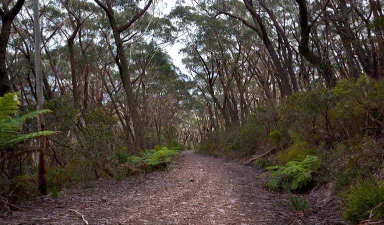 Mount Budawang trail, Budawang National Park. Photo: Lucas Boyd &copy; OEH