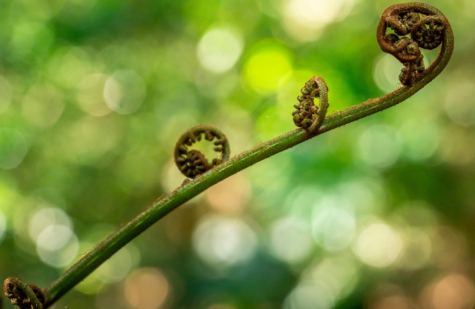 Close-up of a curling fern frond, Minnamurra Rainforest, Budderoo National Park. Photo credit: John Spencer &copy; DPIE