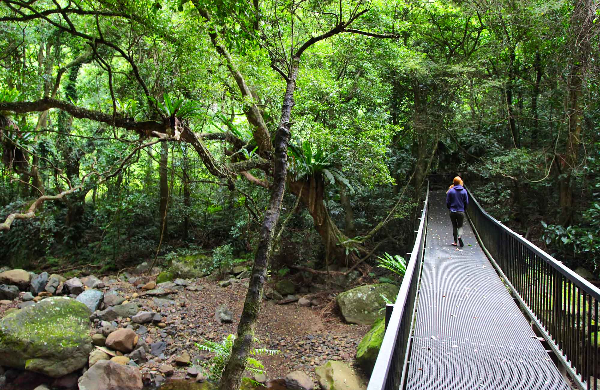 A person enjoying the Rainforest Loop Walk. Photo credit: Andrew Richards &copy; Andrew Richards
