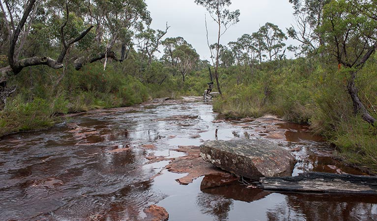 A creek crossing on Budderoo track, Budderoo National Park. Photo credit: Michael Van Ewijk &copy; DPIE